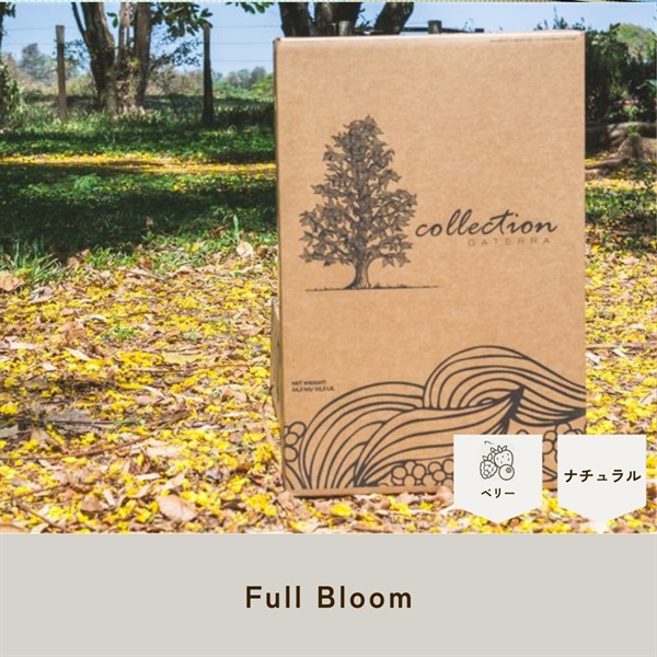ブラジル　ダテーラ農園(RA認証) Full Bloom　23/24クロップ