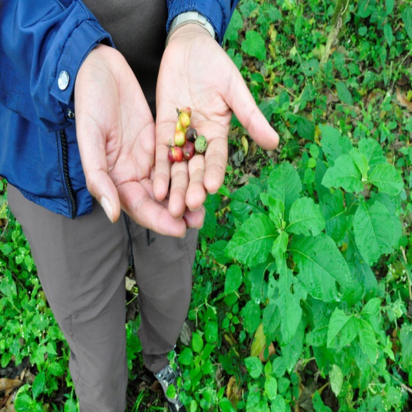 エチオピア　Benchi Maji Gesha G3　24/25クロップ