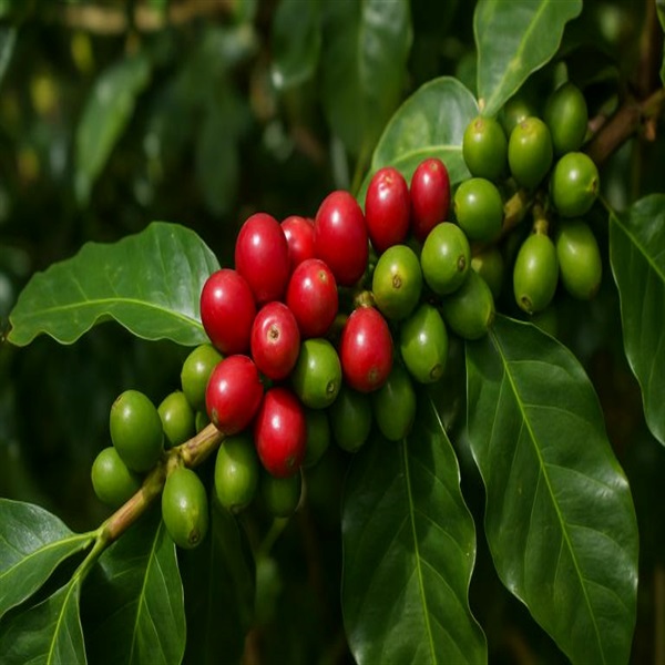 ブラジル Conilon NY3/4